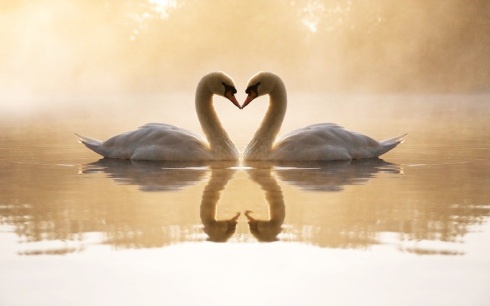 Love-Swans-Wallpaper